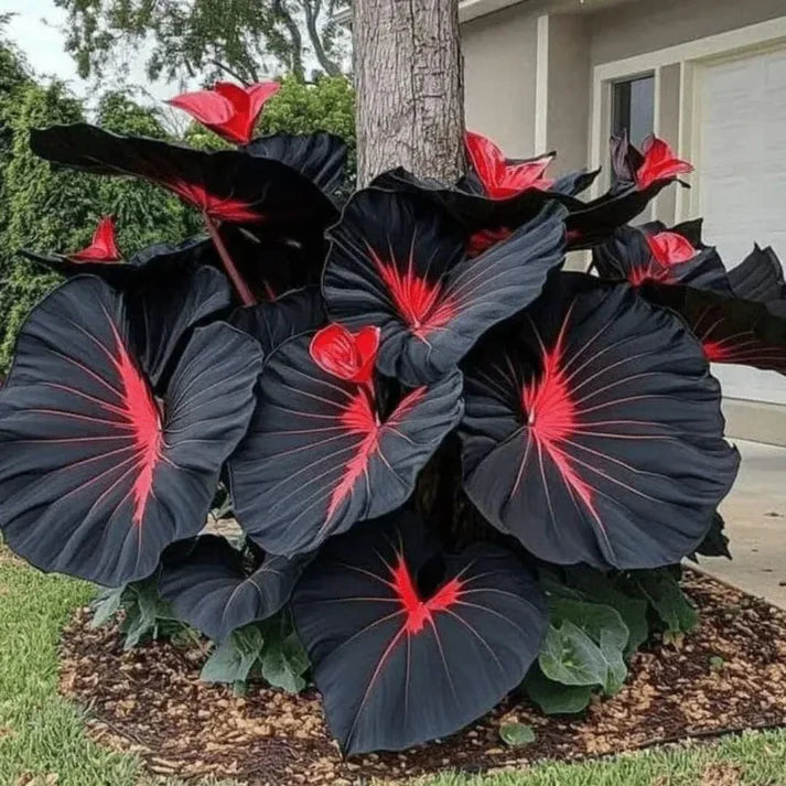 Black Heart Leaf Caladium Seeds – Exotic Red Vein Indoor & Outdoor Decorative Plant