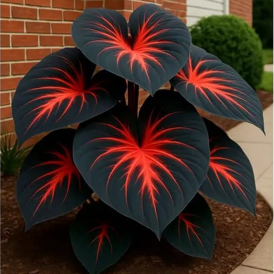 Black Heart Leaf Caladium Seeds – Exotic Red Vein Indoor & Outdoor Decorative Plant