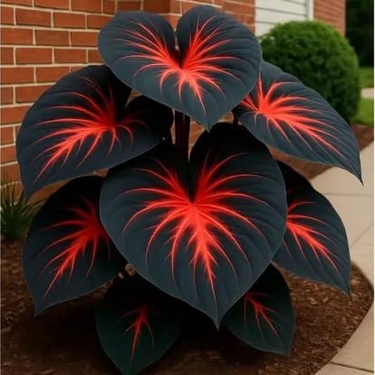 Black Heart Leaf Caladium Seeds – Exotic Red Vein Indoor & Outdoor Decorative Plant