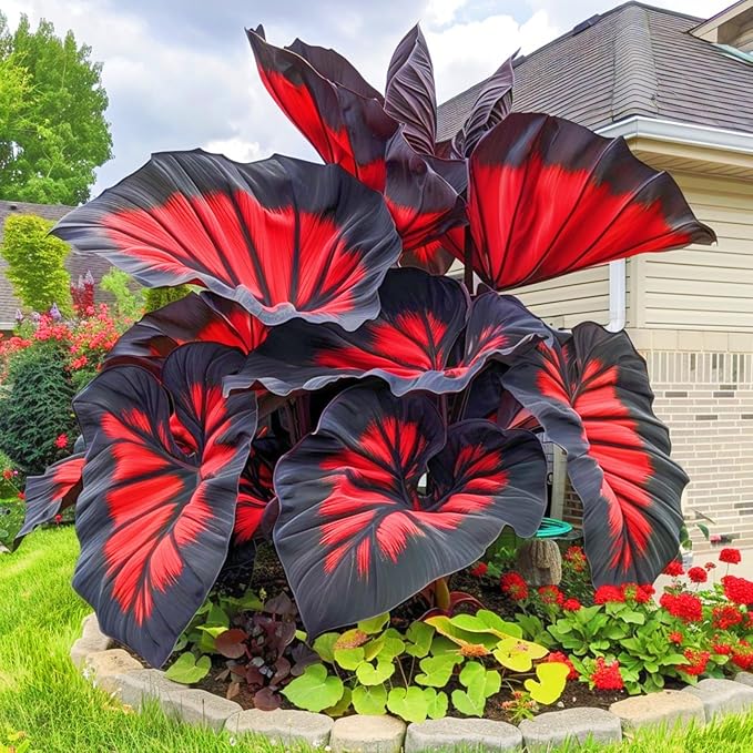 Black Heart Leaf Caladium Seeds – Exotic Red Vein Indoor & Outdoor Decorative Plant